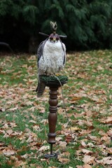 Falcon at seat with hat
