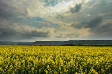 Summer Landscape with Rape Field on the Background of Beautiful. Deutchland.