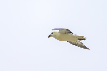 A Northern Fulmar in flight on a beach
