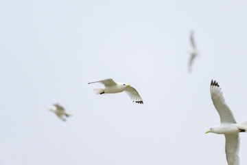 A Black legged Kittiwake in flight on a beach