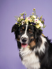 portrait of a beautiful dog with bouquets of flowers on lilac background. Australian shepherd. Sweet Pet in the studio