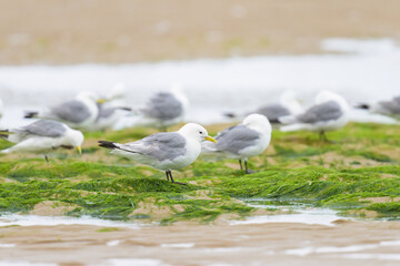 A group of black legged kittiwakes resting on a sandy beach