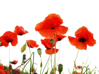 Red flowers, poppy isolated on white. - 566946380