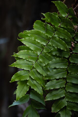 森の中に自生する美しい葉