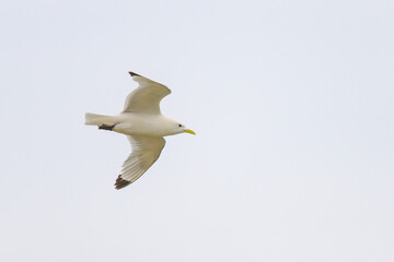 A Black legged Kittiwake in flight on a beach