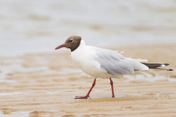 A black-headed gull walking on the beach