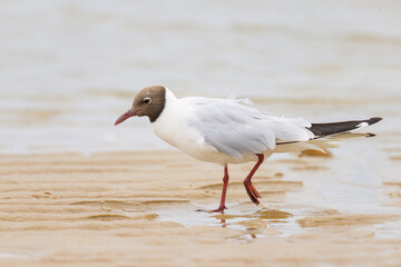 A black-headed gull walking on the beach