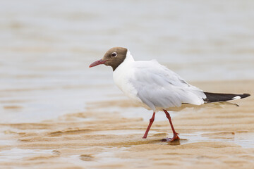 A black-headed gull walking on the beach