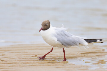 A black-headed gull walking on the beach