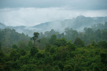 beautiful landscape nature of rain forest and mountain background. tropical forest of thailand.
