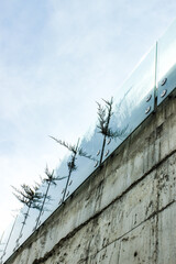 Concrete wall with transparent glass banister with wild plants growing.
