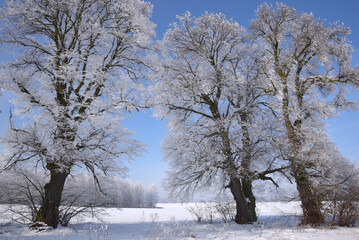 piękny zimowy widoczek, puzzle zimowe, zimowy obrazek, alejka lip, drzewa zimą, czas na kulig, ferie zimowe, biała pora roku, szadź na drzewach, stare lipy zimą, białe drzewa, pejzaż, scena zimowa, ob