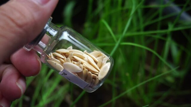 Stock footage of fruit and vegetable seeds.