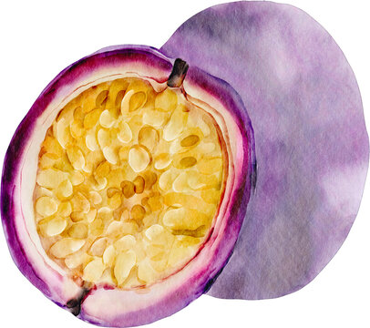 watercolor passion fruit