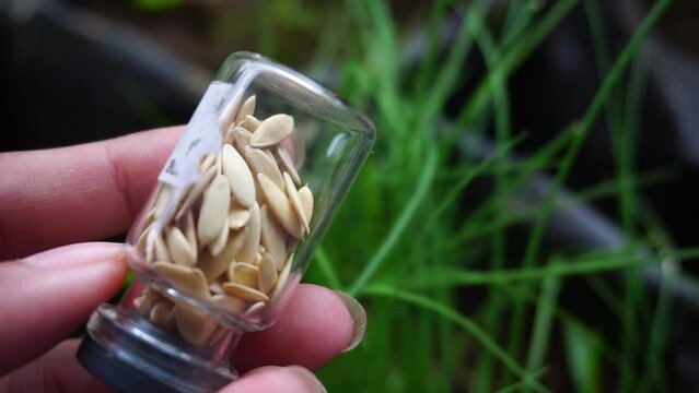 Stock footage of fruit and vegetable seeds.
