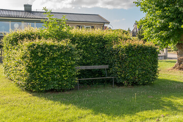 Recreation area with wooden bench and a big bush. Shade in summer, relaxing zone. Beautiful green area in a park on a sunny summer day. 