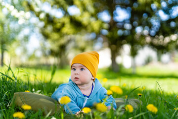 Baby boy on the dandelion meadow. Child crawl on green grass. Cute baby boy exploring nature.