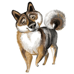 Cute Shikoku dog character funny cartoon illustration