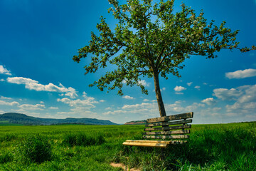 Wooden bench under a tree in idyllic rural landscape
