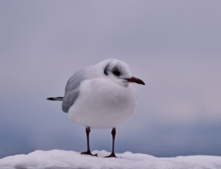 Lachmöwe (Chroicocephalus ridibundus) im Winterkleid