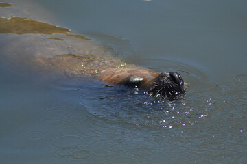 Obraz premium a sea lion on the coast of Chile