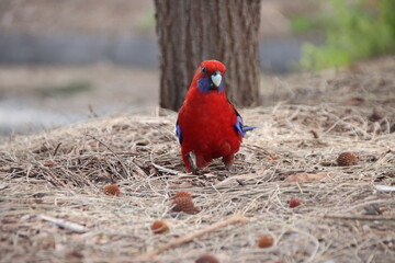 Crimson Rosella (Platycercus elegans), Wilsons Promontory, Gippsland, Victoria, Australia.