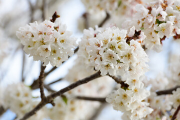 FLORES DE CEREZO (Cerassus)