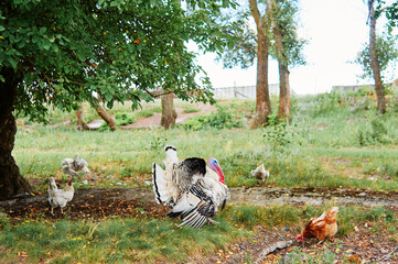 Big turkey bird in the green garden.