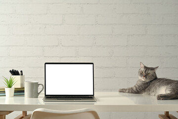 Laptop computer with empty screen and lovely tabby cat on white table. Cozy home interior