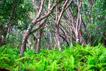 Zanzibar Jozani rain forest. Red Colobus  Jozani-Chwaka Bay Conservation area, Tanzania, Africa