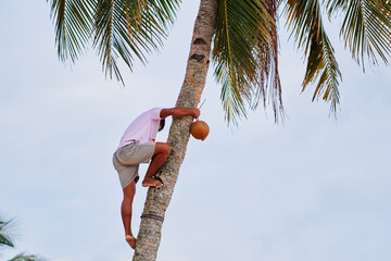 Man climbing an coconut tree to pick up green coconuts.