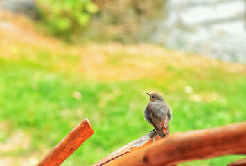 Black redstart small bird sitting on wooden fence. Phoenicurus ochruros immature European bird sits on timber
