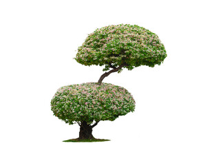 Beautiful decorative dwarf variegated Manila tamarind or Madras Thorn tree with 2 canopies on transparent background, png file