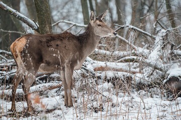 Deer standing in a forest