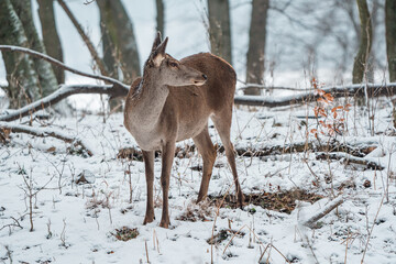 Fototapeta premium Deer standing in a forest