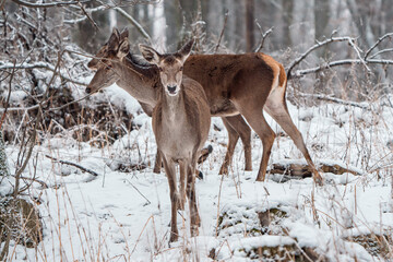 Deer standing in a forest