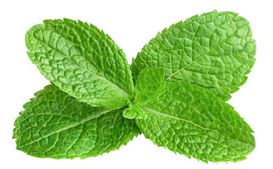Fresh mint leaves cut out