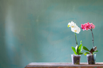 orchid flowers in pot on old wooden table