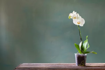 Poster orchid flowers in pot on old wooden table © Maya Kruchancova