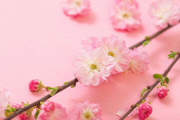 branches of blossoming almonds on pink background