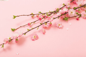 branches of blossoming almonds on pink background