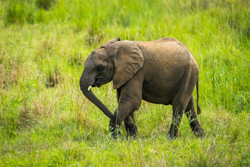 Naklejka na ściany i meble African elephant calf walking in the open grass