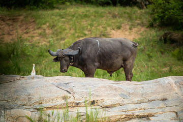 Fototapeta premium Cape buffalo taking a nap while standing
