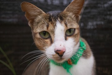 portrait of a cat with a green colored collar