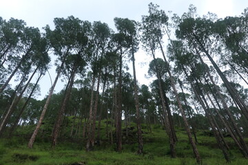 trees in the forest