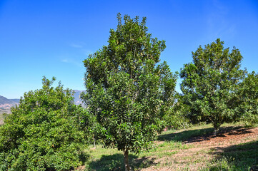 macadamia tree plant, fresh natural raw macadamia nuts in garden, planting macadamia nut fruit on mountain farmland - 566963998