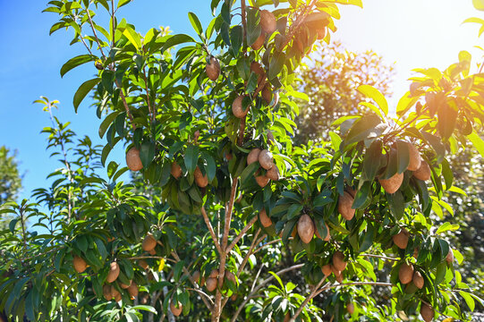 sapodilla fruit on the sapodilla tree plant on summer, sapodilla plum in the garden fruit in thailand