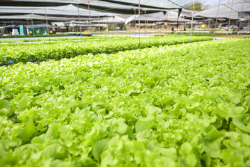 hydroponic vegetables from hydroponic farms fresh green oak lettuce growing in the garden,...