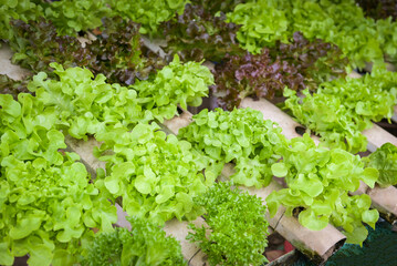 hydroponic vegetables from hydroponic farms fresh green oak and red oak lettuce growing in the garden, hydroponic plants on water without soil agriculture organic health food nature leaf crop bio