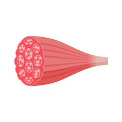 Cross-section of muscle illustration ( mixed muscle )	 / png, no background